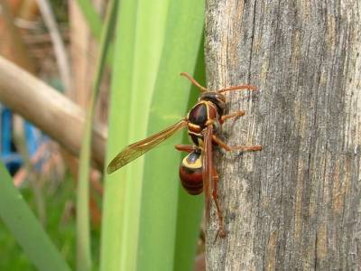 «Они злые»: биолог рассказала, как спастись после укуса осы