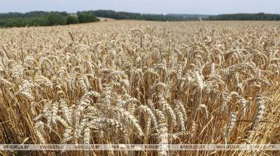 Брестская область собрала 1 млн т зерна