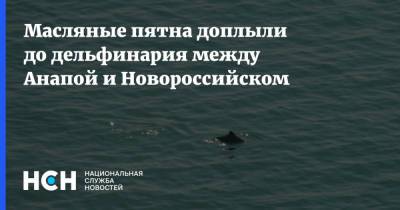 Масляные пятна доплыли до дельфинария между Анапой и Новороссийском