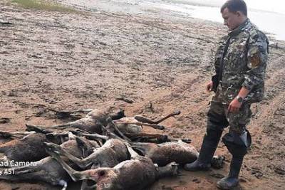 На российском севере диких оленей расстреляли «из интереса»