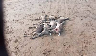 Туши десятков мертвых оленей обнаружили в Красноярском крае