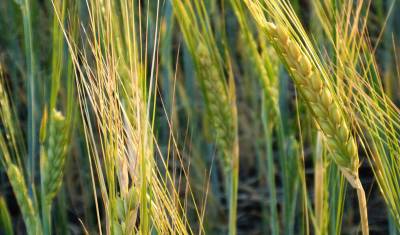 В Башкирии неурожай — собрано 1,3 миллиона тонн зерна