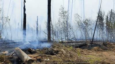 В МЧС рассказали о ходе тушения пожара в заповеднике Мордовии