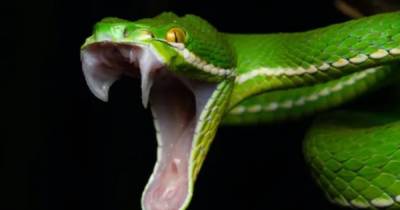 Венец эволюции. Ученые выяснили, как у ядовитых змей появились их знаменитые клыки