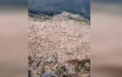 Возле Одессы массово гибнет рыба и креветки