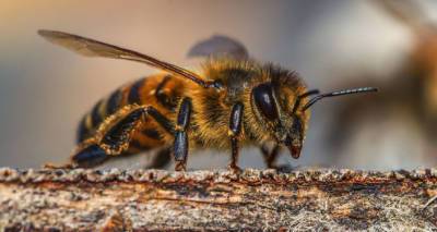В московском парке обнаружили редкую мохноногую пчелу