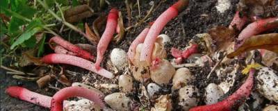 Под Новосибирском обнаружили редкие краснокнижные грибы