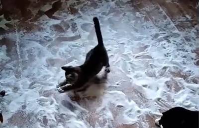 Коты растормошили мешок с 2 кг сахара, разбросали его по полу и играли. И посмотрите, как им интересно! (ВИДЕО)