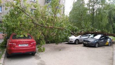 На улице Космонавтов дерево упало на четыре автомобиля (фото)