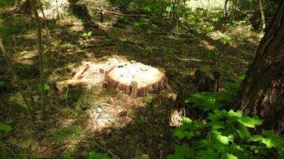 Житель Каменского района вырубил деревья на миллион рублей