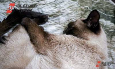 Кошки задохнулись: в поселке под Челябинском снова потекла фекальная река