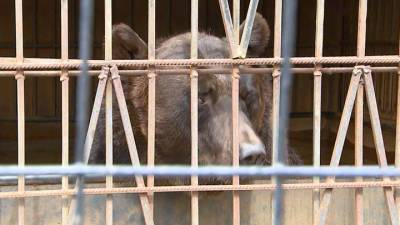 Вести-Москва. Дикие звери в ресторане: медведь и волчица вынуждены выживать в тесных клетках