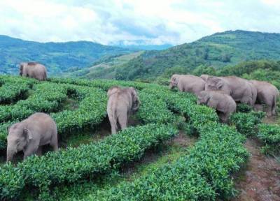 Сбежавшие из заповедника в Китае слоны через 17 месяцев вернулись домой