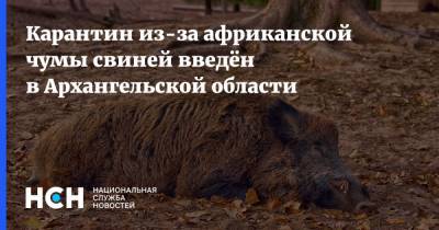 Карантин из-за африканской чумы свиней введён в Архангельской области