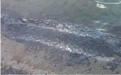 Россияне допустили очередной разлив нефти в Черное море