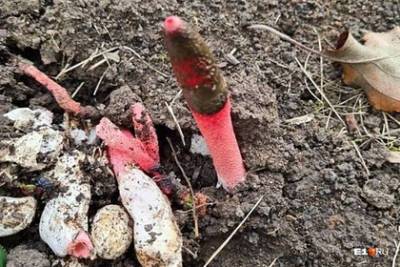 «Адский» краснокнижный гриб вырос на даче под Новосибирском и удивил россиян