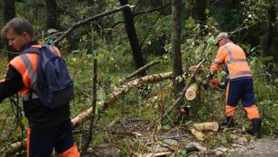 В Вологде насчитали 24 поваленных дерева после ливня с ураганом