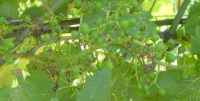 Антракноз винограда. Описание и методы борьбы