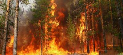 Лесные пожары в России оказались крупнейшими в мире