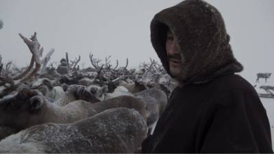 В Красноярском крае неизвестные расстреляли десятки северных оленей