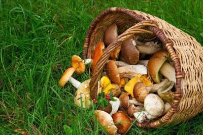 Петербуржцам рассказали о мерах профилактики «грибных» отравлений