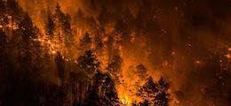 В Сибири сгорело пол-Германии: Площадь лесных пожаров идет к абсолютному рекорду
