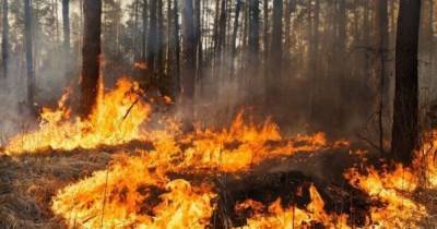 В Алжире жертвами лесных пожаров стали более 60 человек (ФОТО)