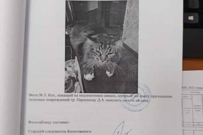 О коте свидетеле из Тверской области рассказали в многомиллионном паблике «ВКонтакте»