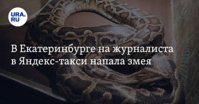 В Екатеринбурге на журналиста в Яндекс-такси напала змея