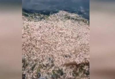 Возле Одессы массово гибнет рыба и креветки (видео)