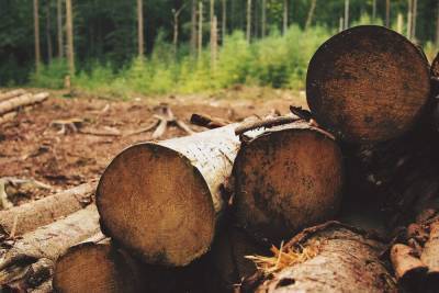 Арендатор лесного участка в Курской области заплатит штраф 100 тысяч за брошенную древесину