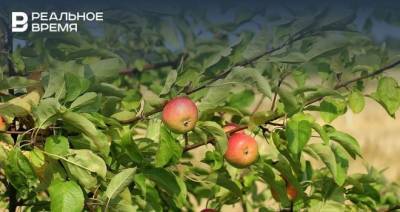 В Россельхозцентре Татарстана рассказали, почему на яблоне засыхают листья