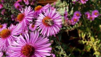 Редкую мохноногую пчелу из Африки заметили в московском парке