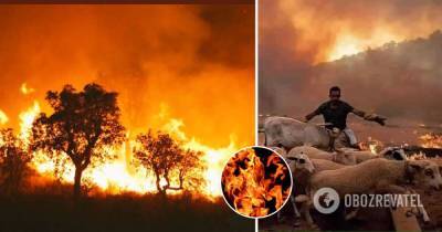 Лесные пожары Алжир - количество жертв возросло до 65 человек