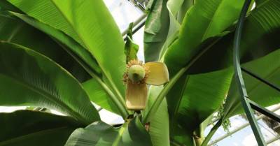 ФОТО. В Национальном ботаническом саду в Саласпилсе зацвел японский банан