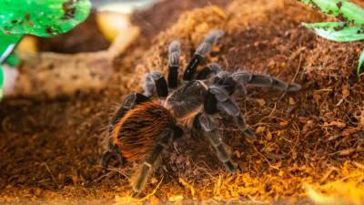 Австралийские ученые обнаружили пять новых видов пауков-лазутчиков