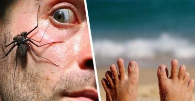 Туристу ампутировали два пальца после укуса паука на пляже популярного курорта