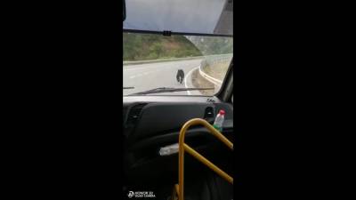 Медведь сопроводил пассажирский автобус на холмском перевале