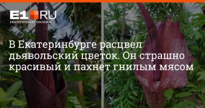 В Екатеринбурге расцвел дьявольский цветок. Он страшно красивый и пахнет гнилым мясом