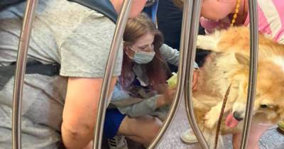 Инцидент с собакой в московском метро возмутил москвичей