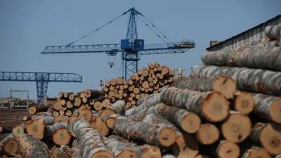 Климат гнет ель: почему растут цены на древесину