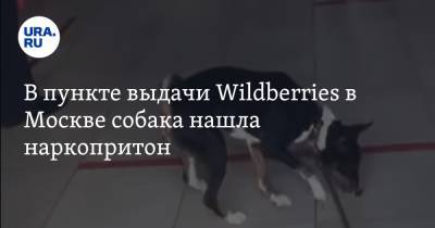 В пункте выдачи Wildberries в Москве собака нашла наркопритон. Видео