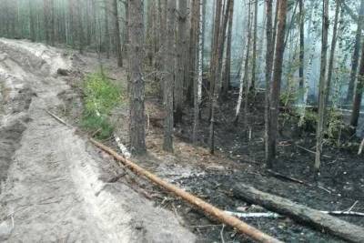 В Чувашии около 70 человек тушат лесной пожар в заповеднике «Присурский»
