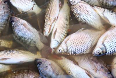 Следователи выяснят, почему в Холове продолжает гибнуть рыба