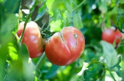 Почему во время созревания трескаются помидоры, и как исправить ситуацию