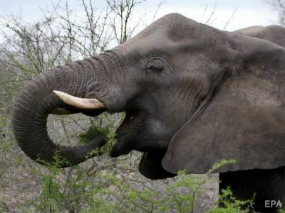 Слоны идут на юг. В Китае эвакуировали более 150 тыс. человек с пути знаменитого стада блуждающих слонов.
