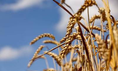 В Беларуси намолочено пять миллионов тонн зерна