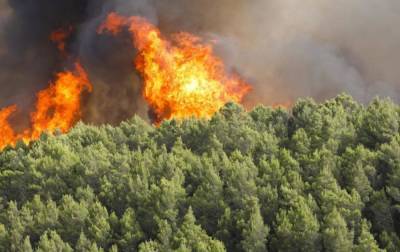 В Италии горят леса. Появились первые жертвы