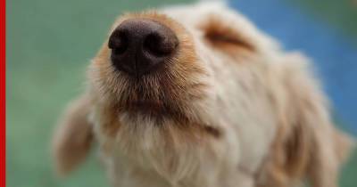 Сухой или влажный: что нос собаки может рассказать о ее здоровье