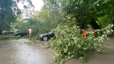 Дерево упало на Пушкинской в Ростове и придавило несколько легковушек